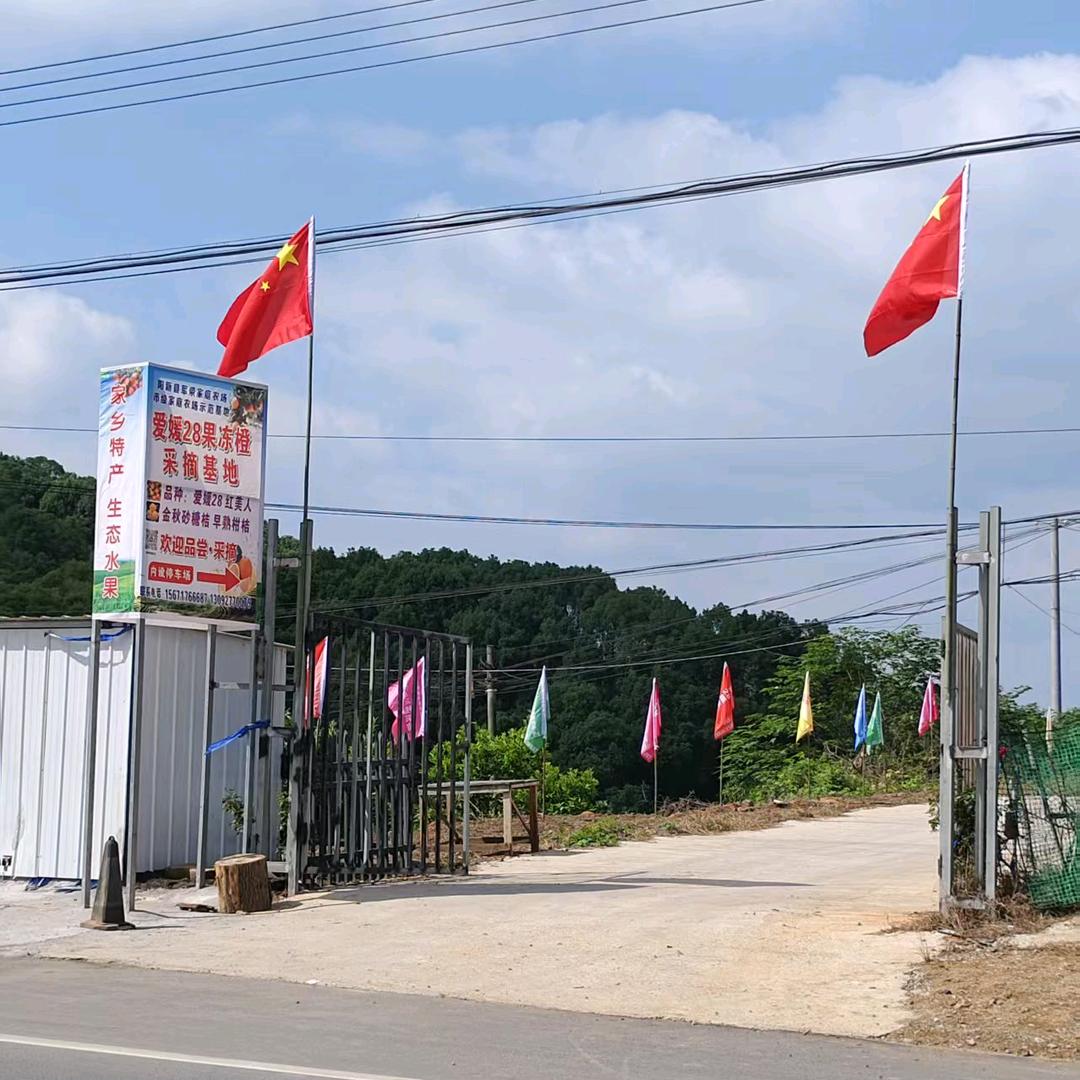 爱媛28果冻橙采摘基地