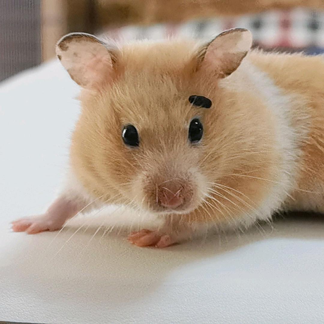 薯条🍟汉堡🍔