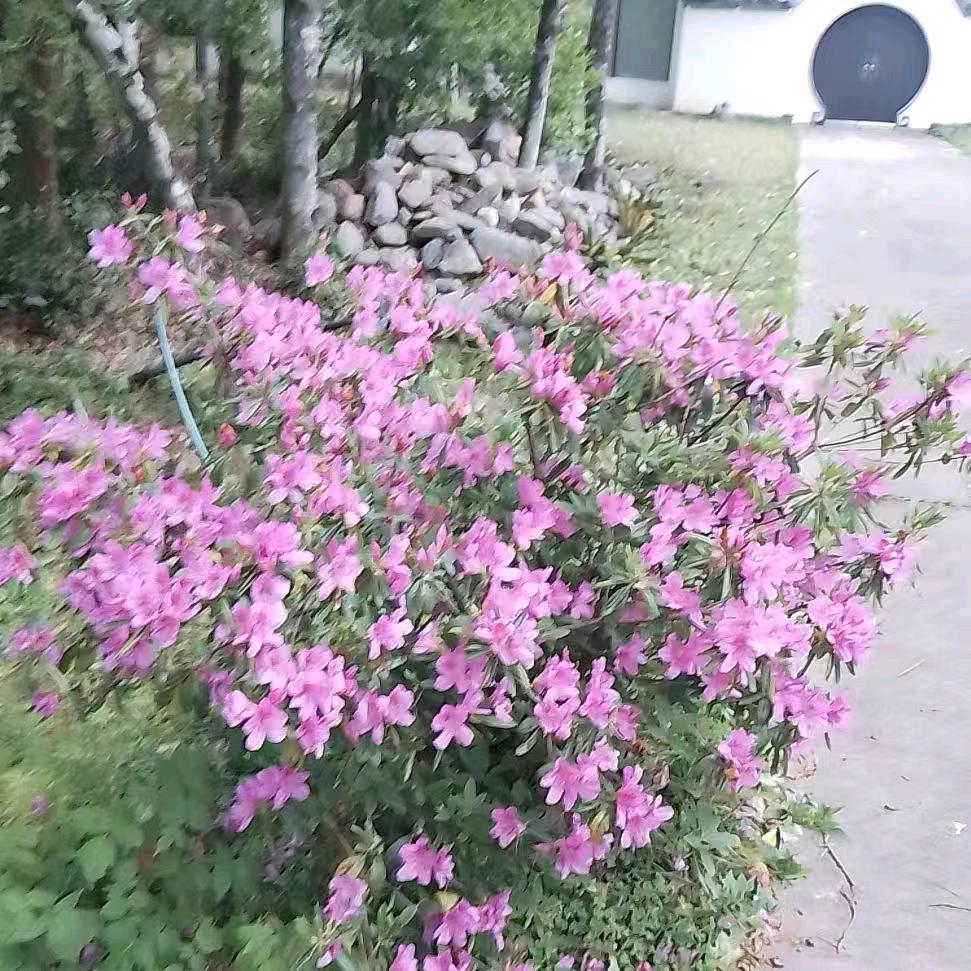 禾苗