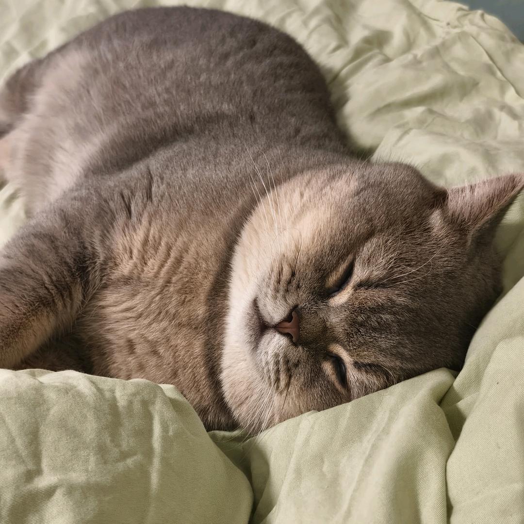 不爱铲屎吴墩墩