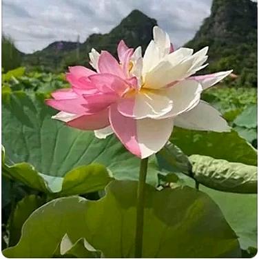 拥抱生活