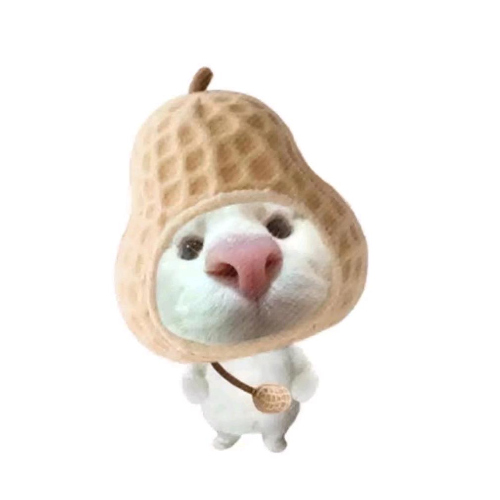 流浪的小猫