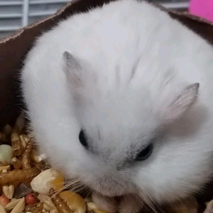 娃