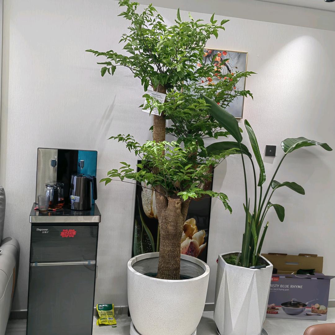 前程似锦