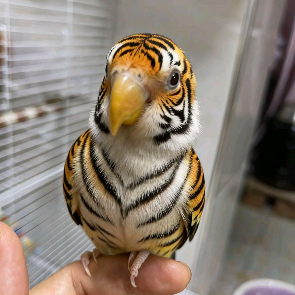 喜欢鸟鸟的孩子。