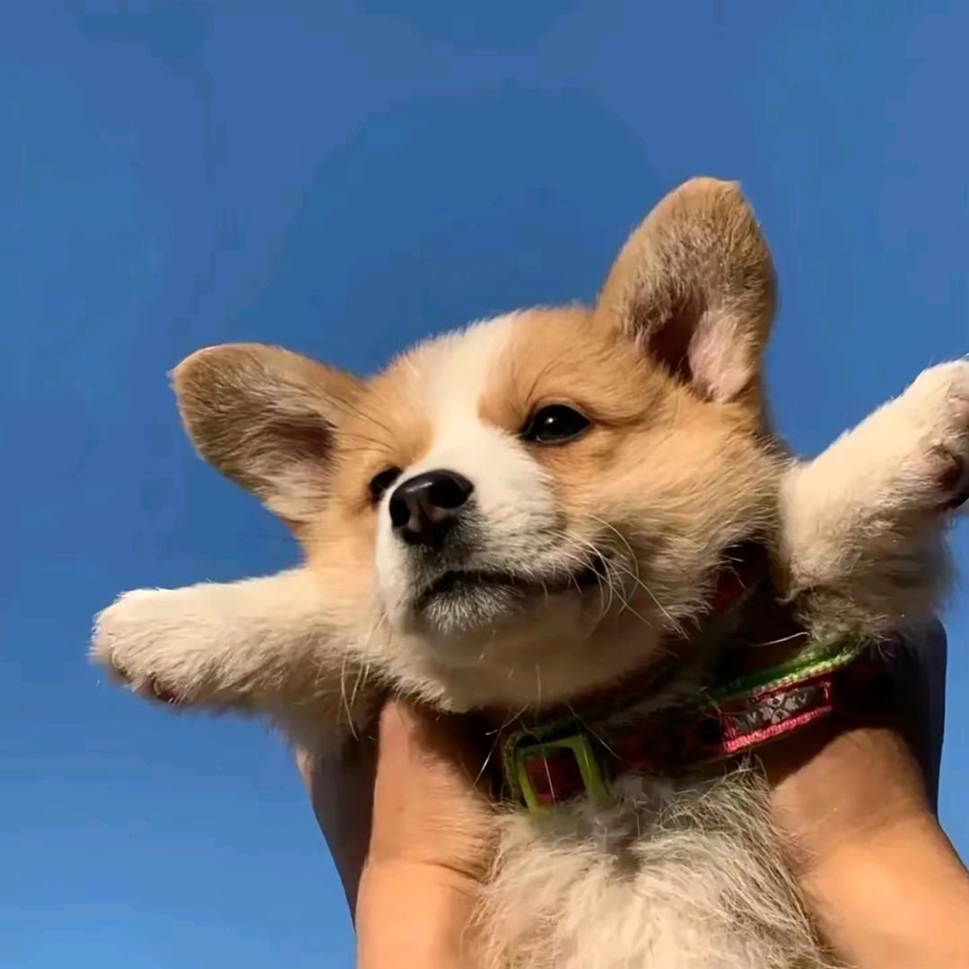汪汪王～