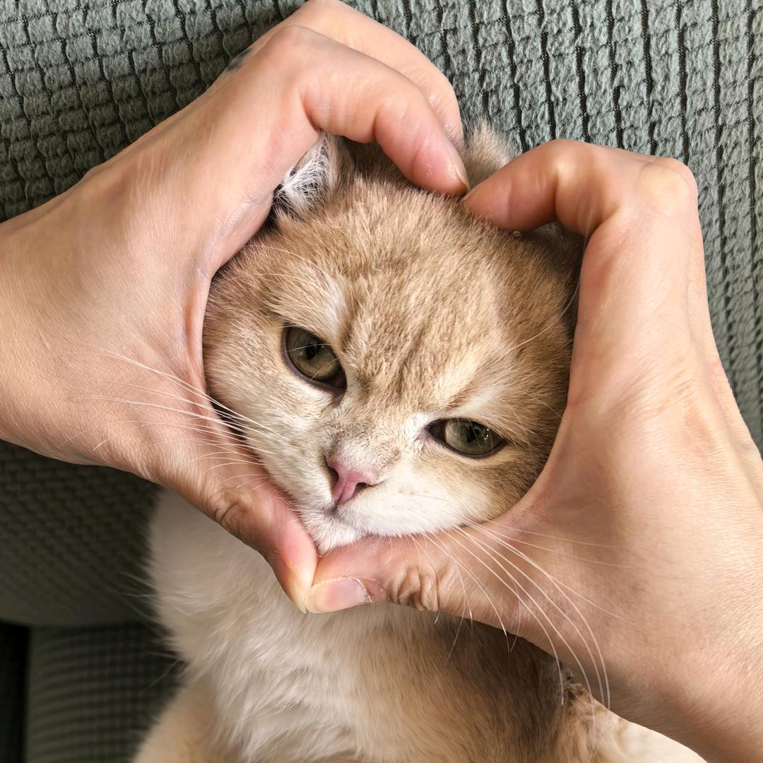 💚🐯元宝黏十月🐍💚