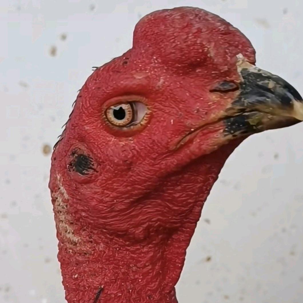 贵州齐龙斗鸡农场