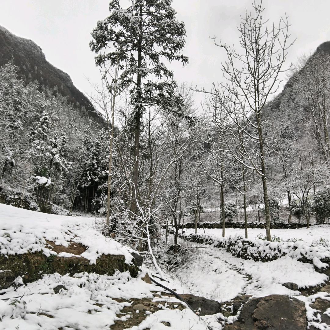 日出骄阳林飞雪