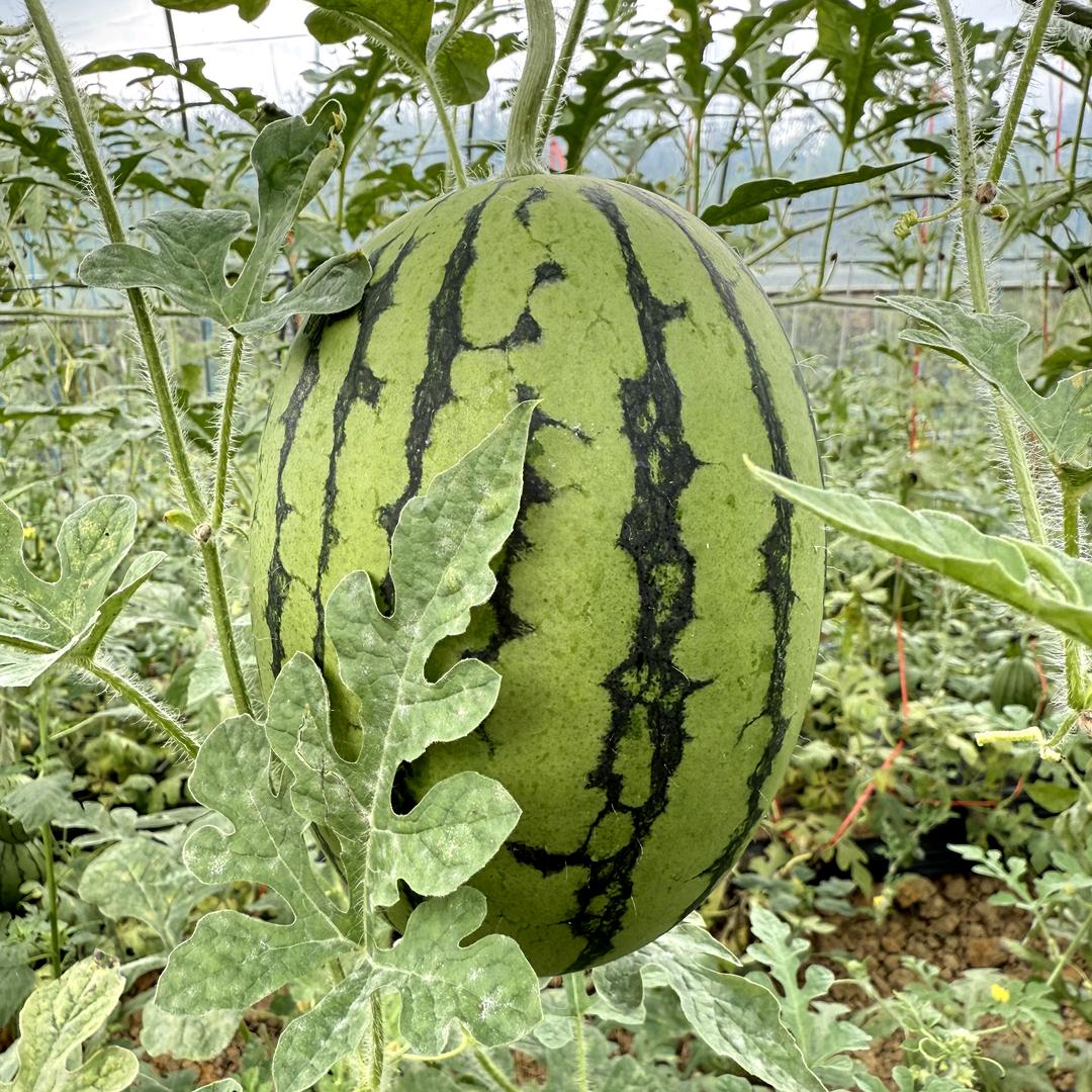 基土坝生态农业