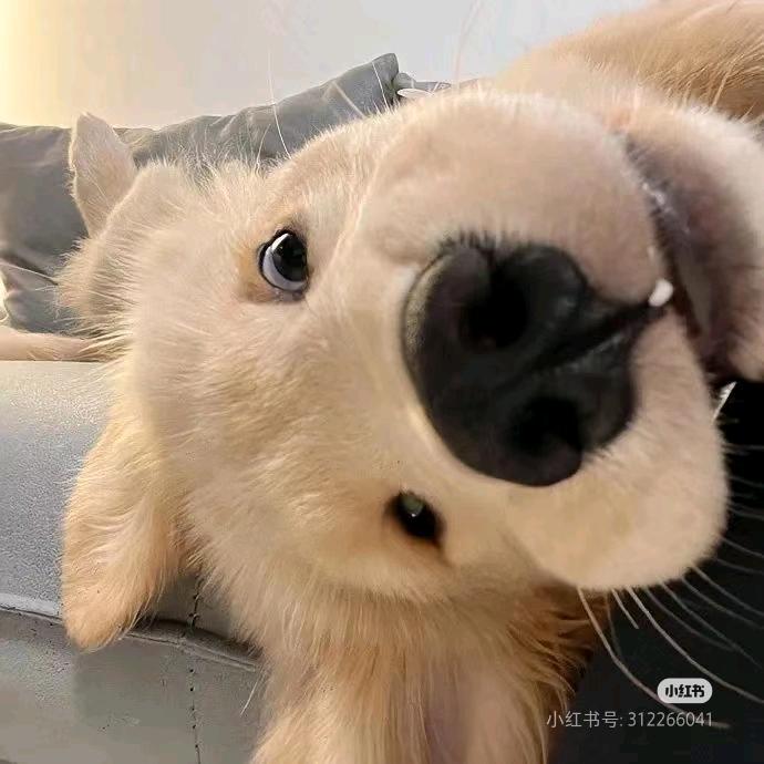 小熊软糖🐻