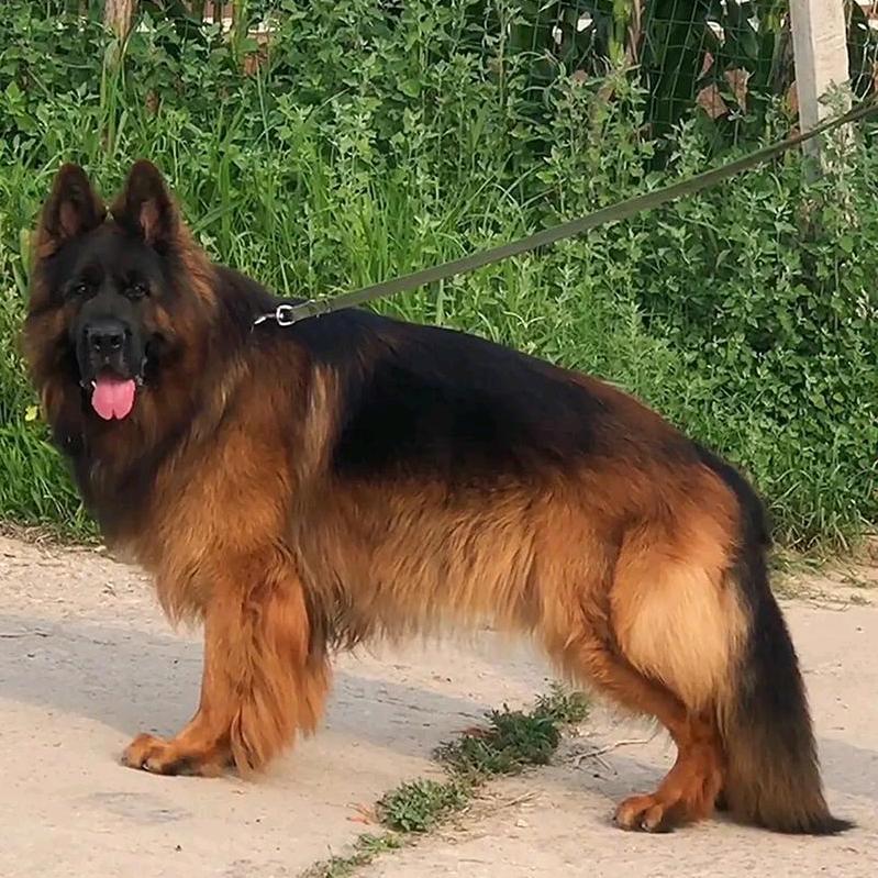 霸州耀腾犬业