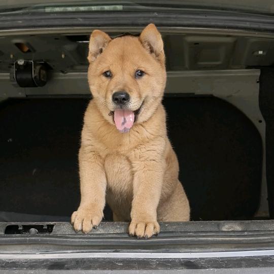 昌龍中华田园犬选育中心