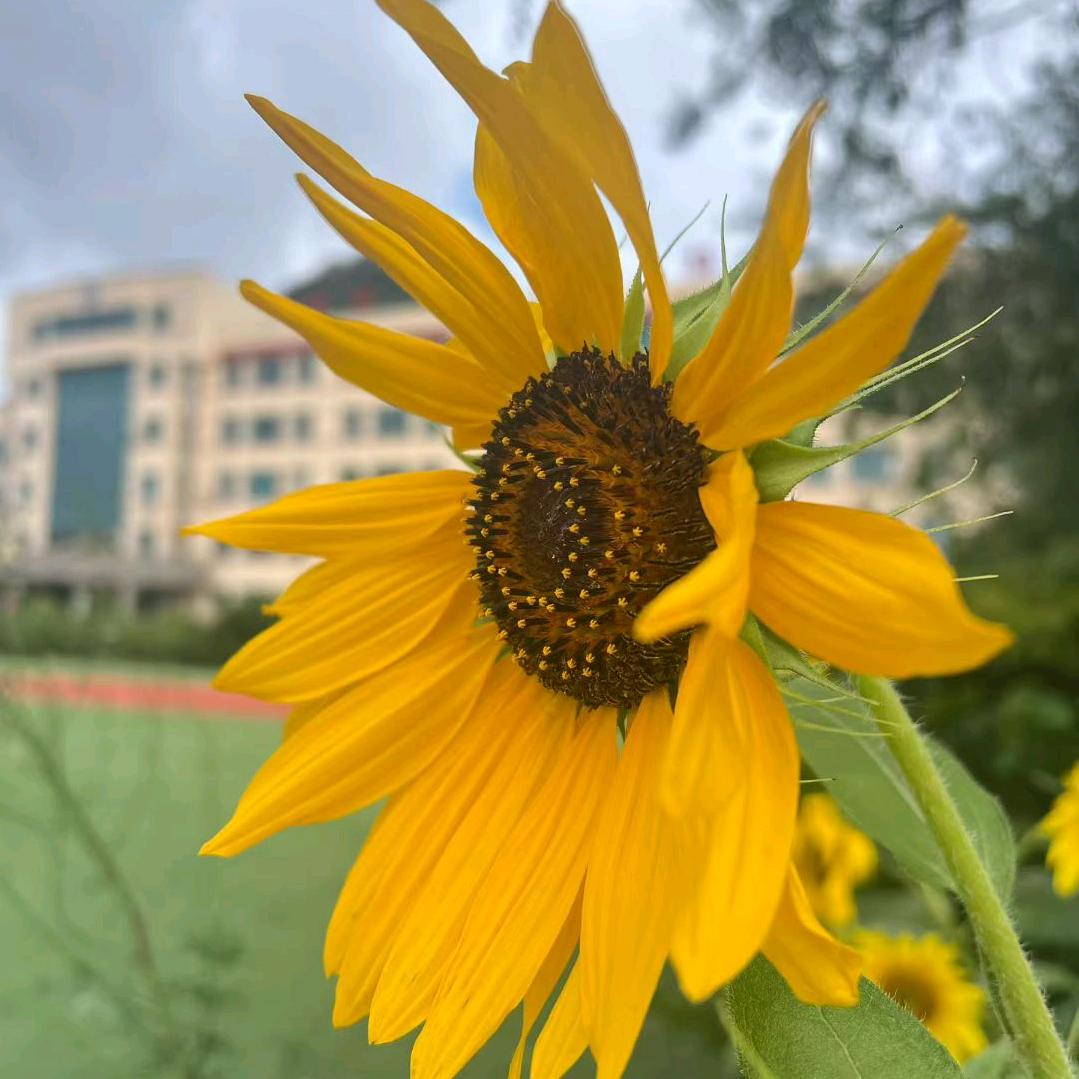 杨老师（才睿教育）