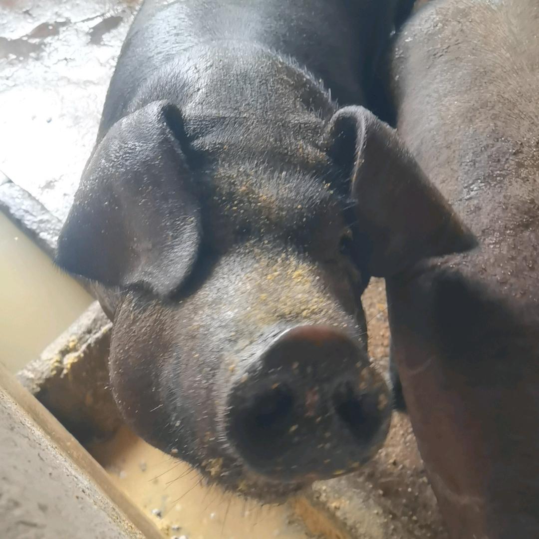 五莲黑笨猪肉