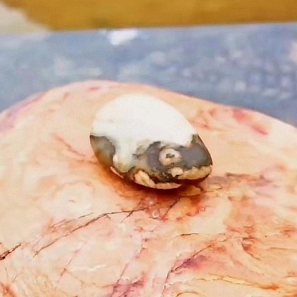 石诺藏石