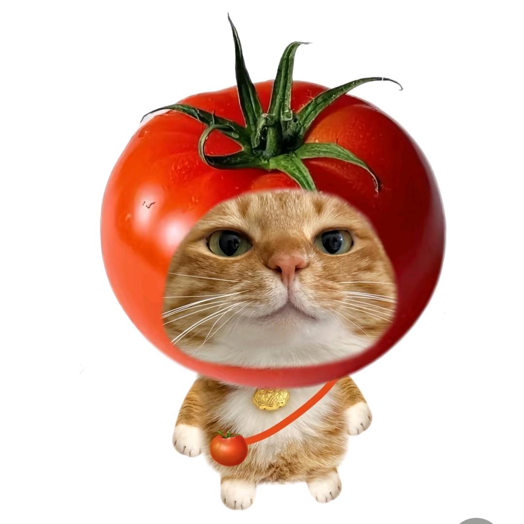 飞猫阿尔德