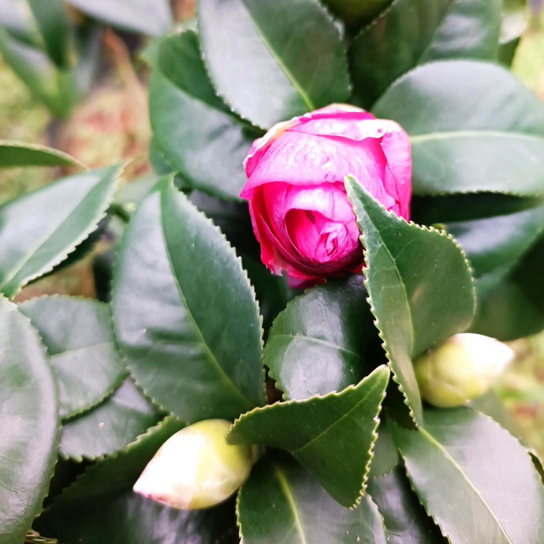 花知晓花卉小铺