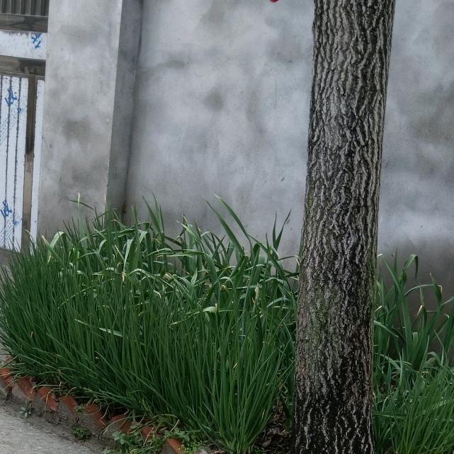 启辰--