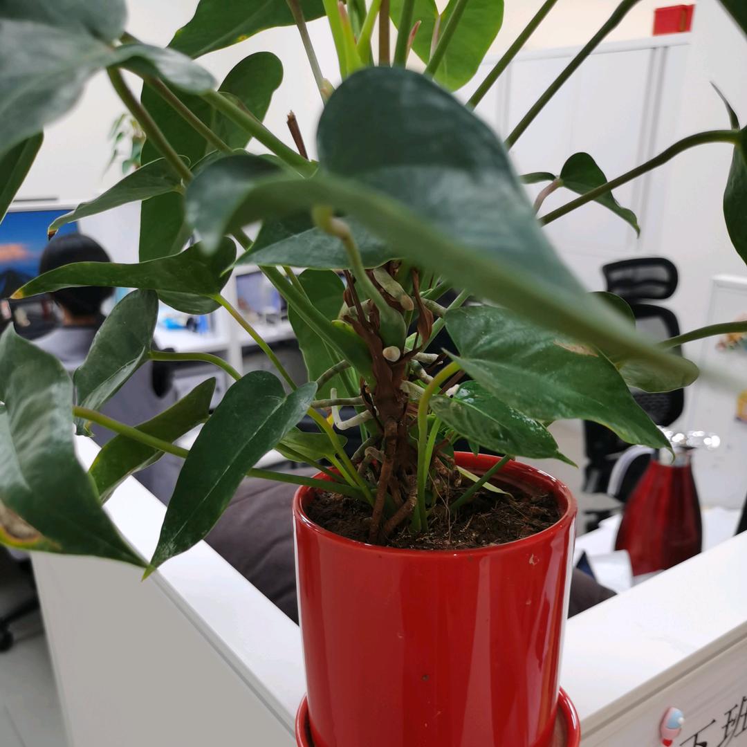 东方惠购