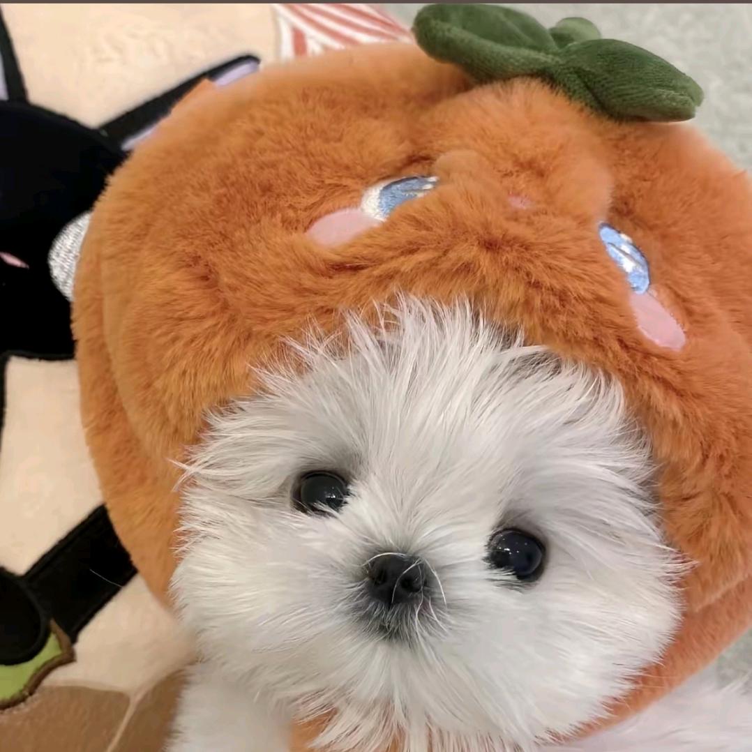 蓉蓉家养马儿比🌸