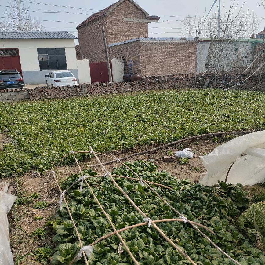 三门崃慕思床垫