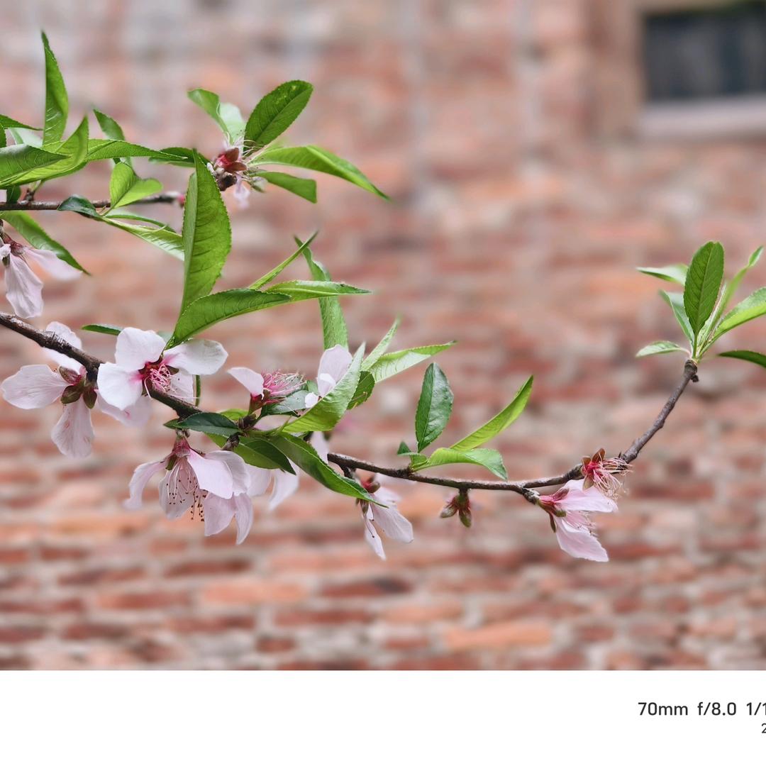 繁华落幕∪･ω･∪