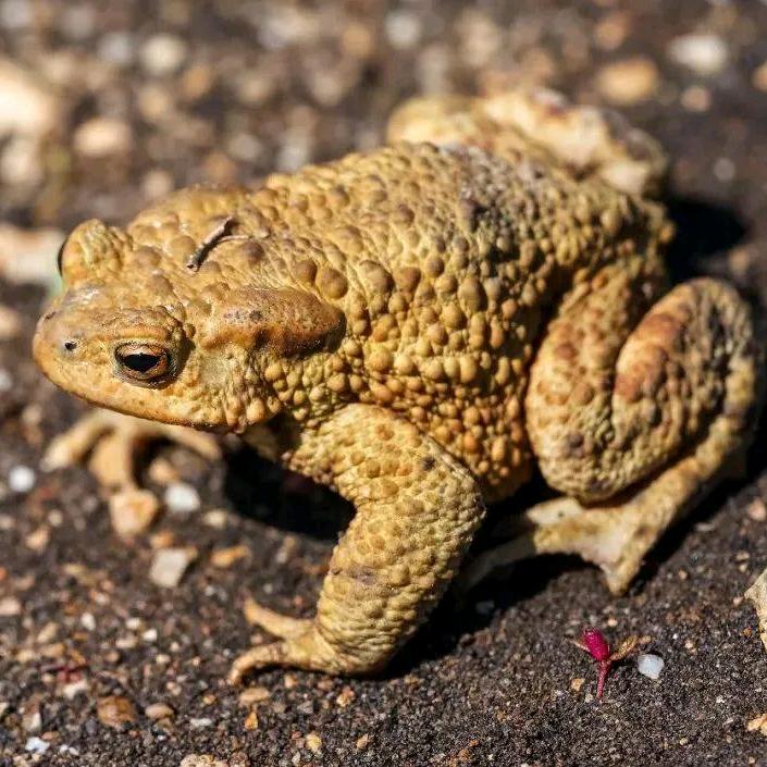 别打我，我自己滚