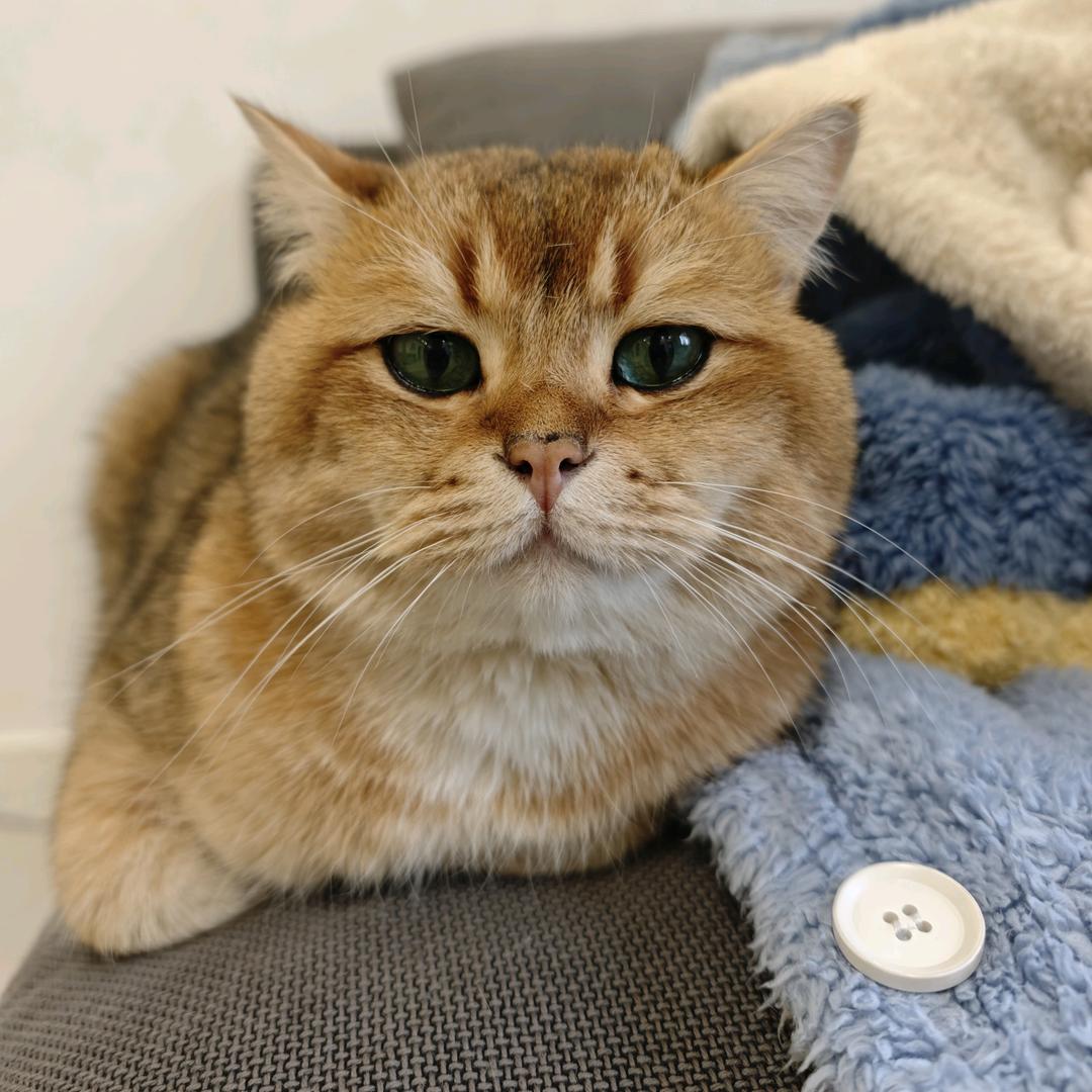 爱跑步的猫🐱