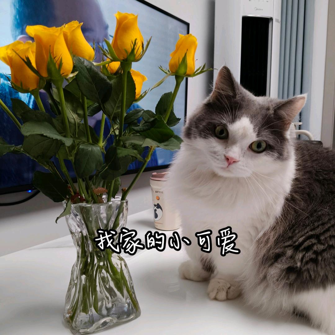 冰心：以诚相待，好运自来，