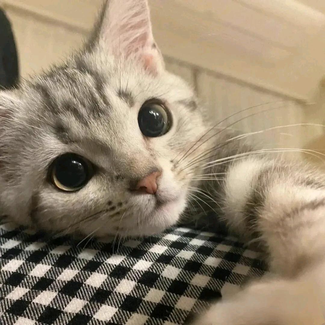 haru