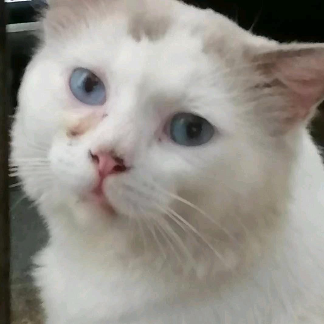 雨点
