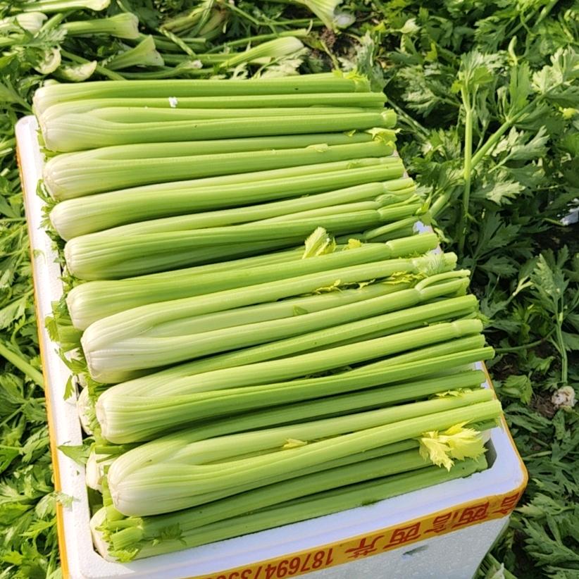 禹信西芹（波哥哥）
