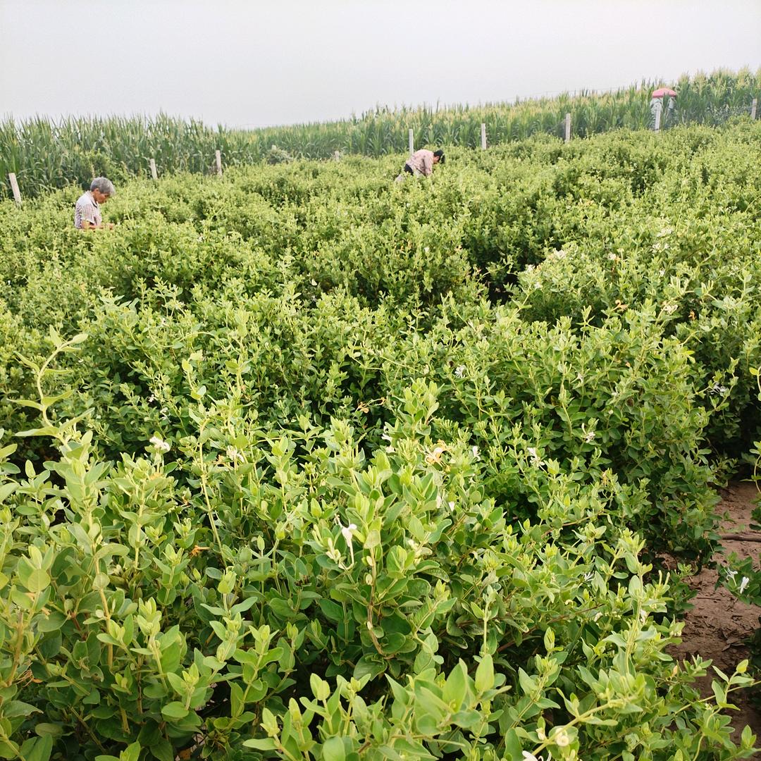 金银花基地