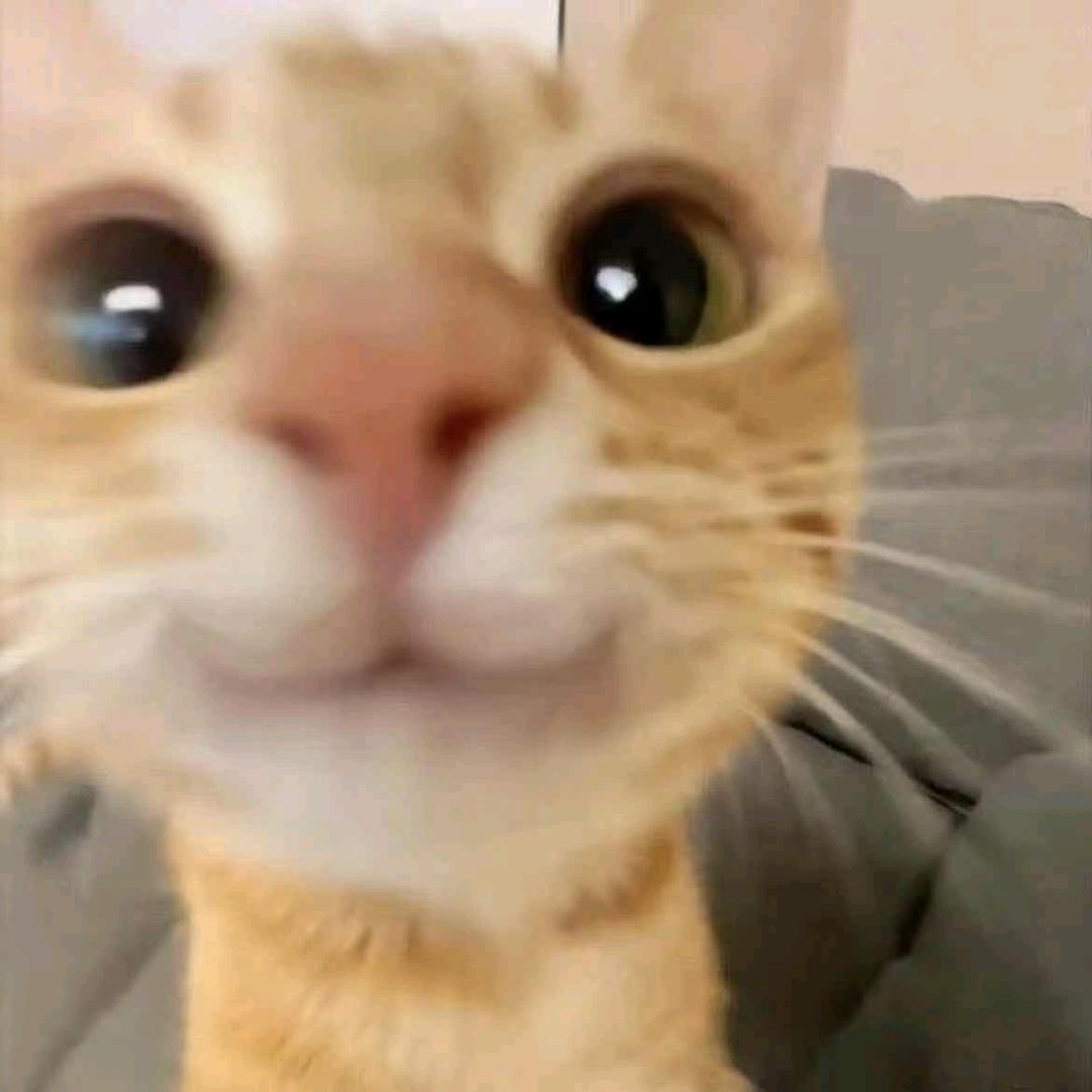 猫耳朵