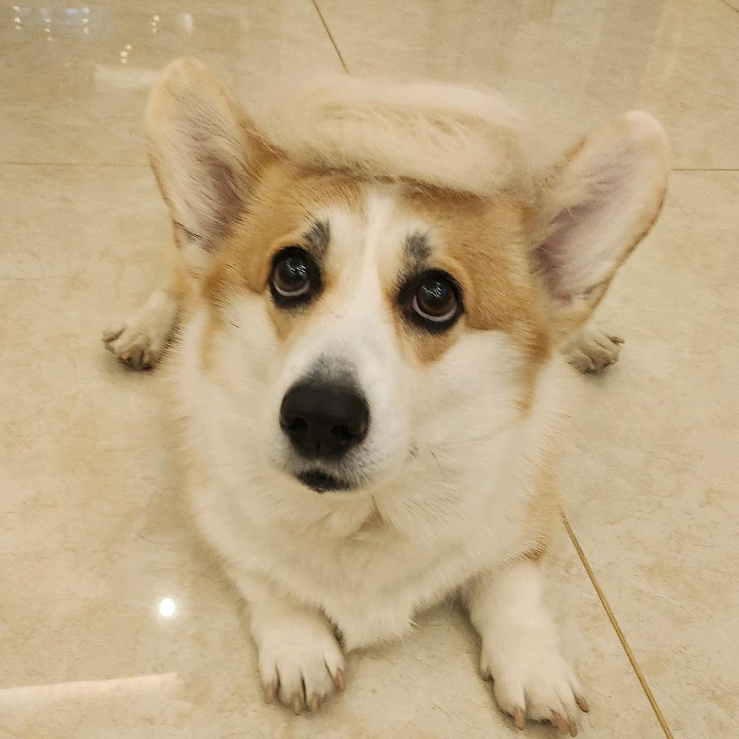 基你太美🐶