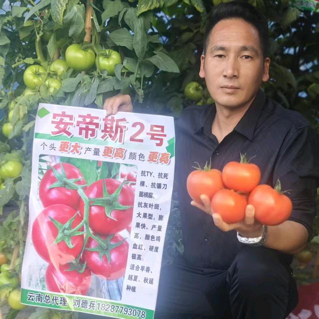 云南西红柿代收代发🍅刘德兵
