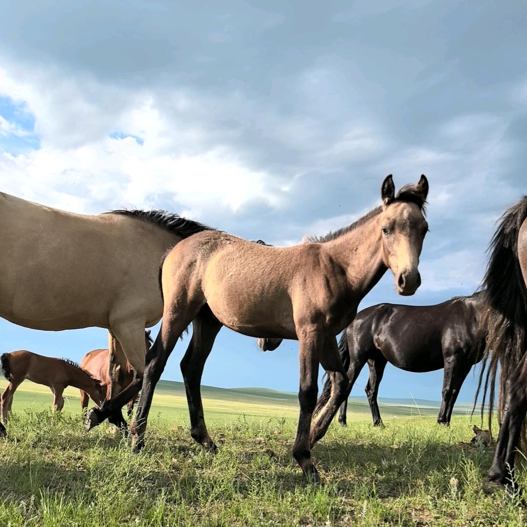 ᠡᠷᠬᠢᠮᠪᠠᠲᠤ