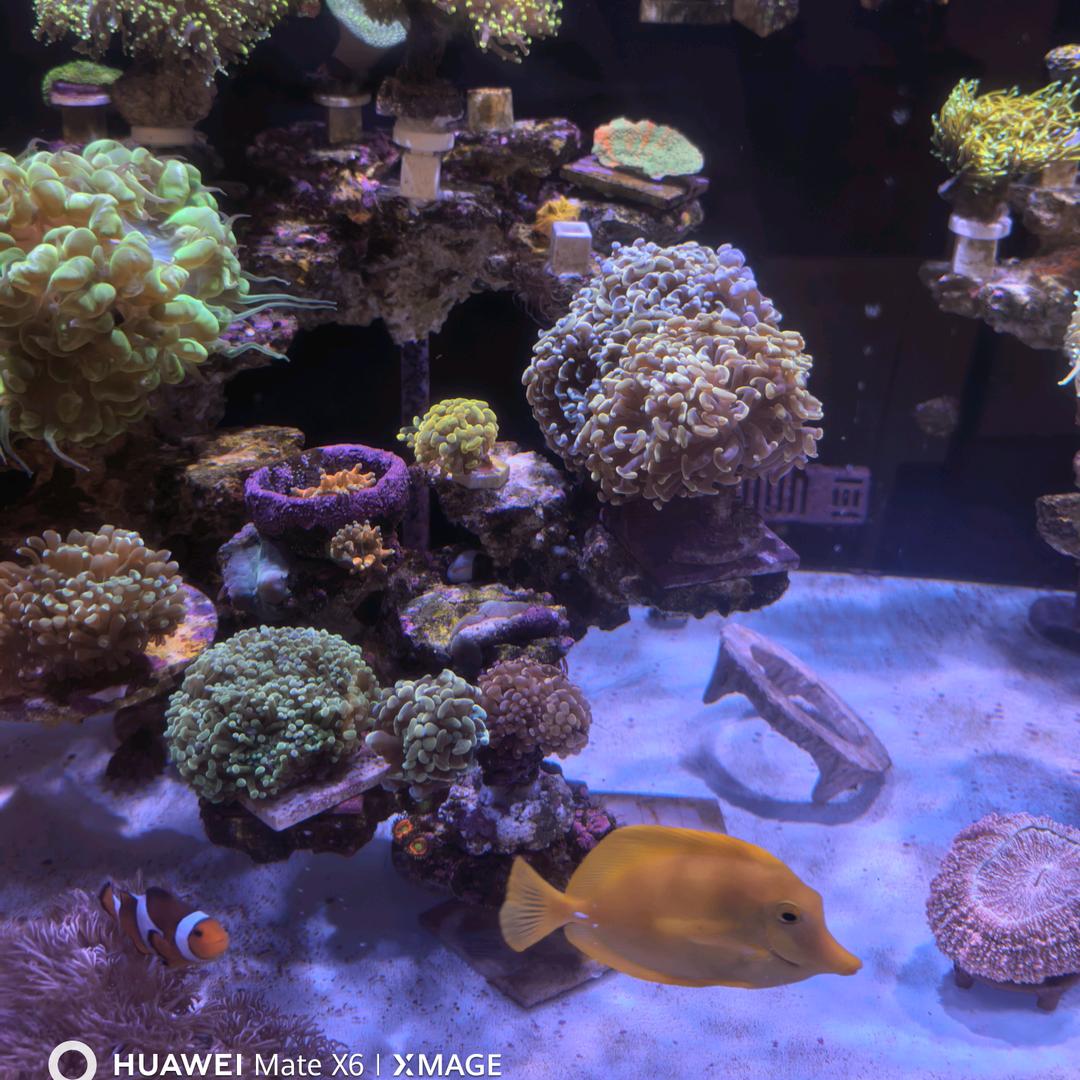 玉龙不会玩海缸