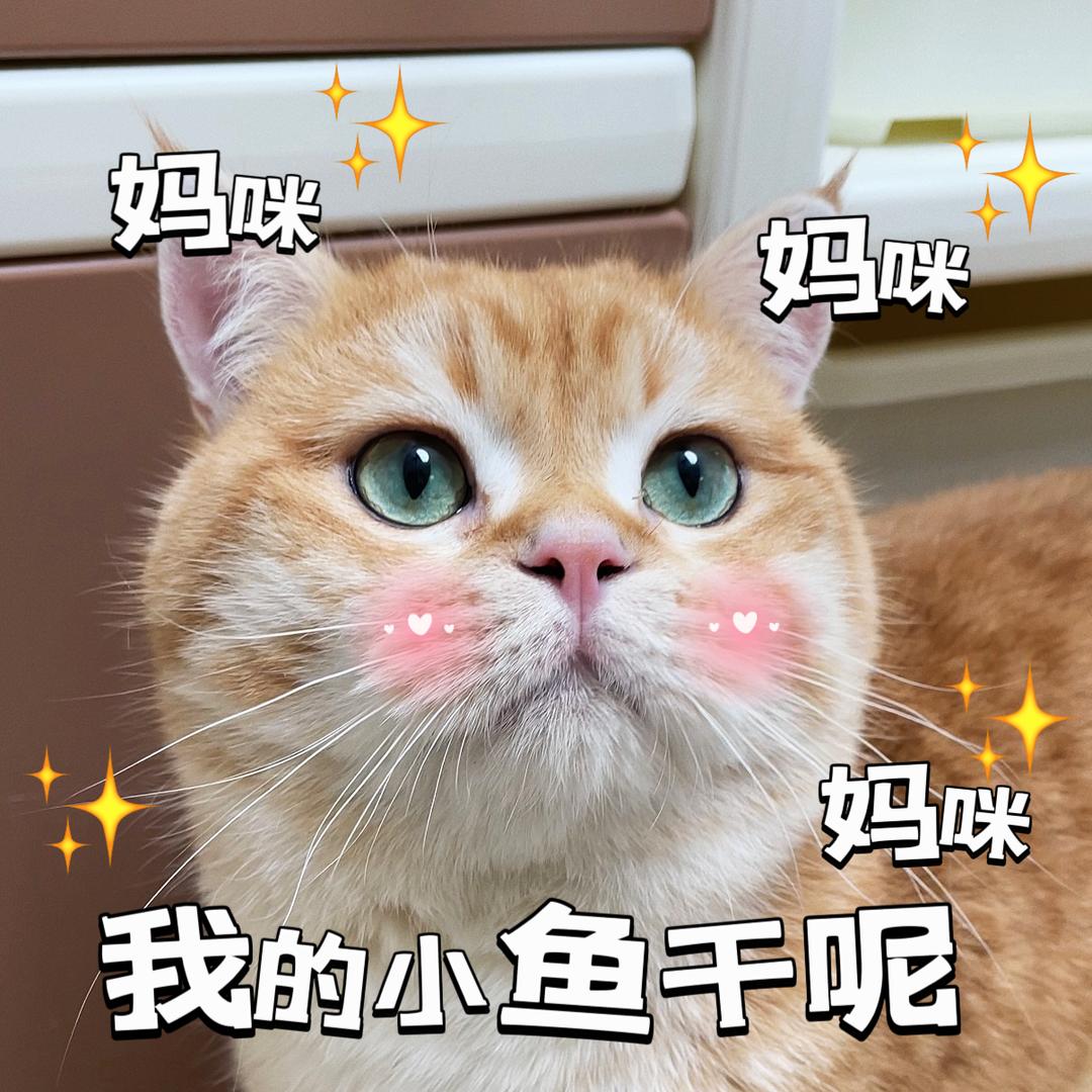 猫咪宠物小课堂