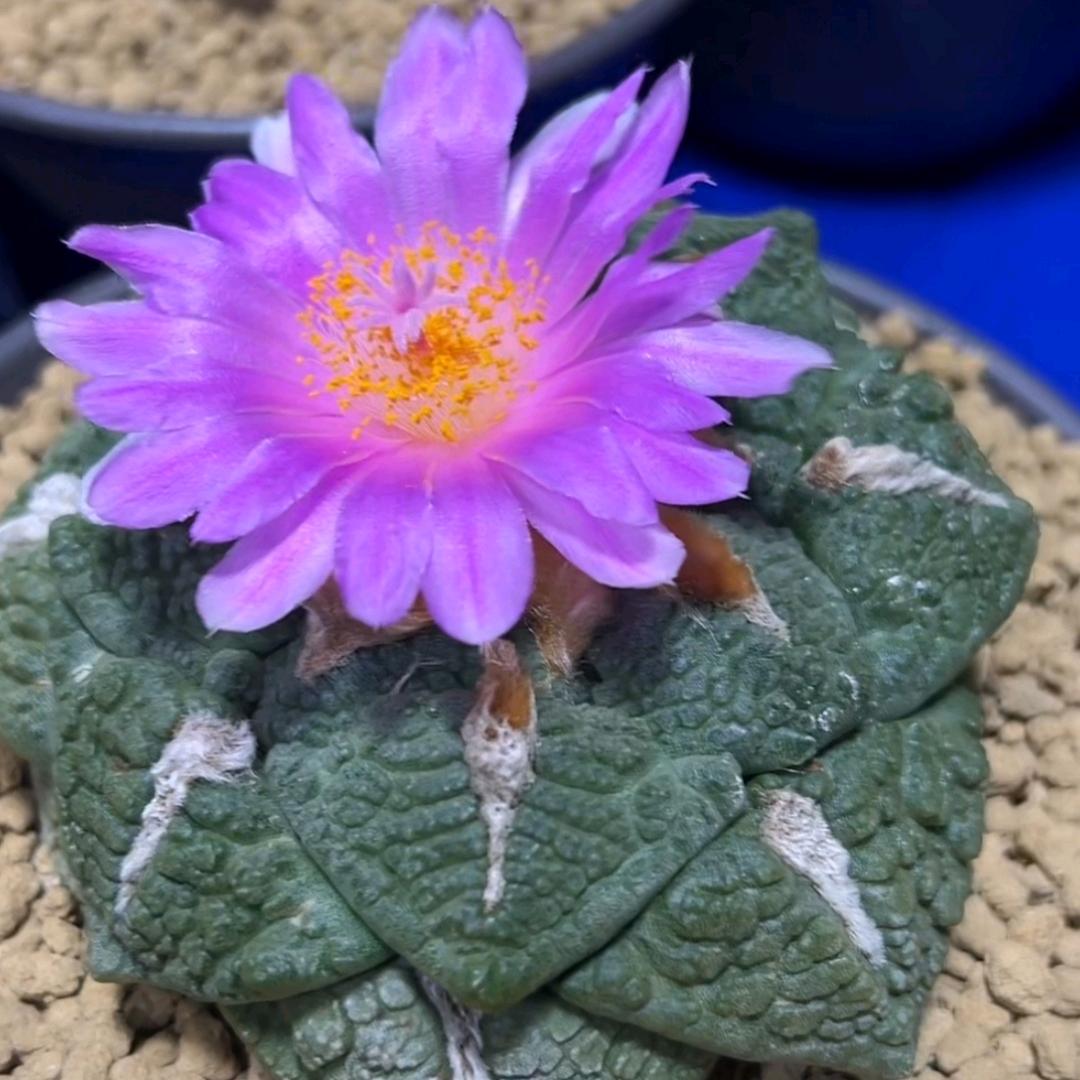 甘꧁༺👁👁༻꧂泉