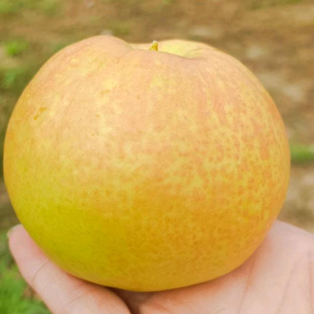 山西梨都玉露香梨