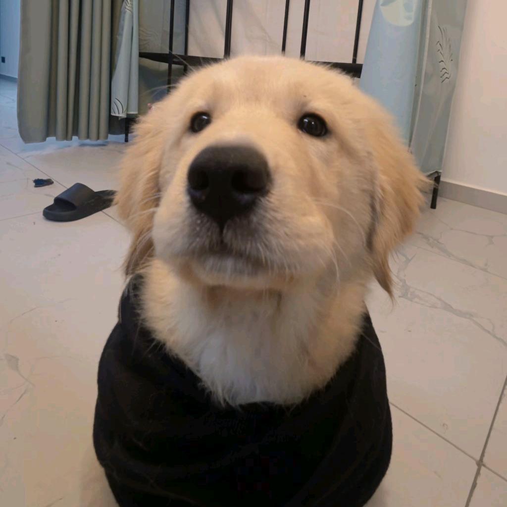 为啥呀