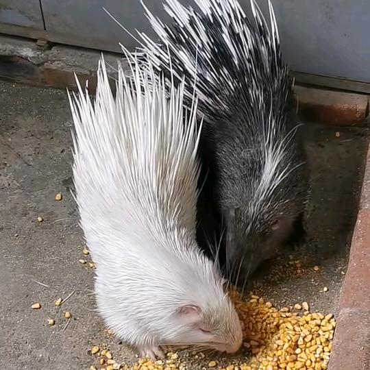 ᭄中華.豪猪ོ哥.