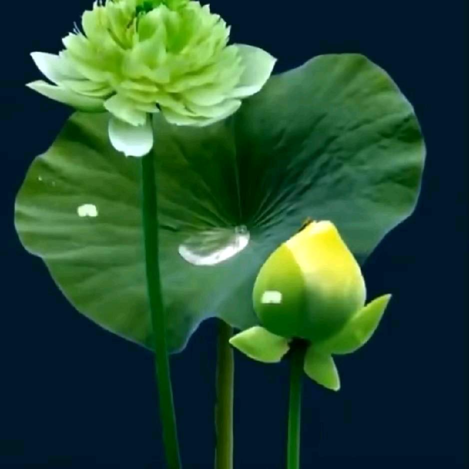 尘埃落定(顶峰相见)