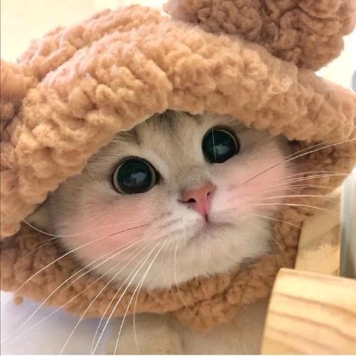 猫姐姐