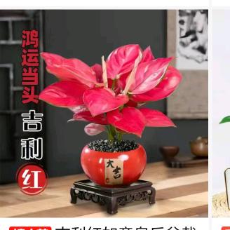 幸运姐