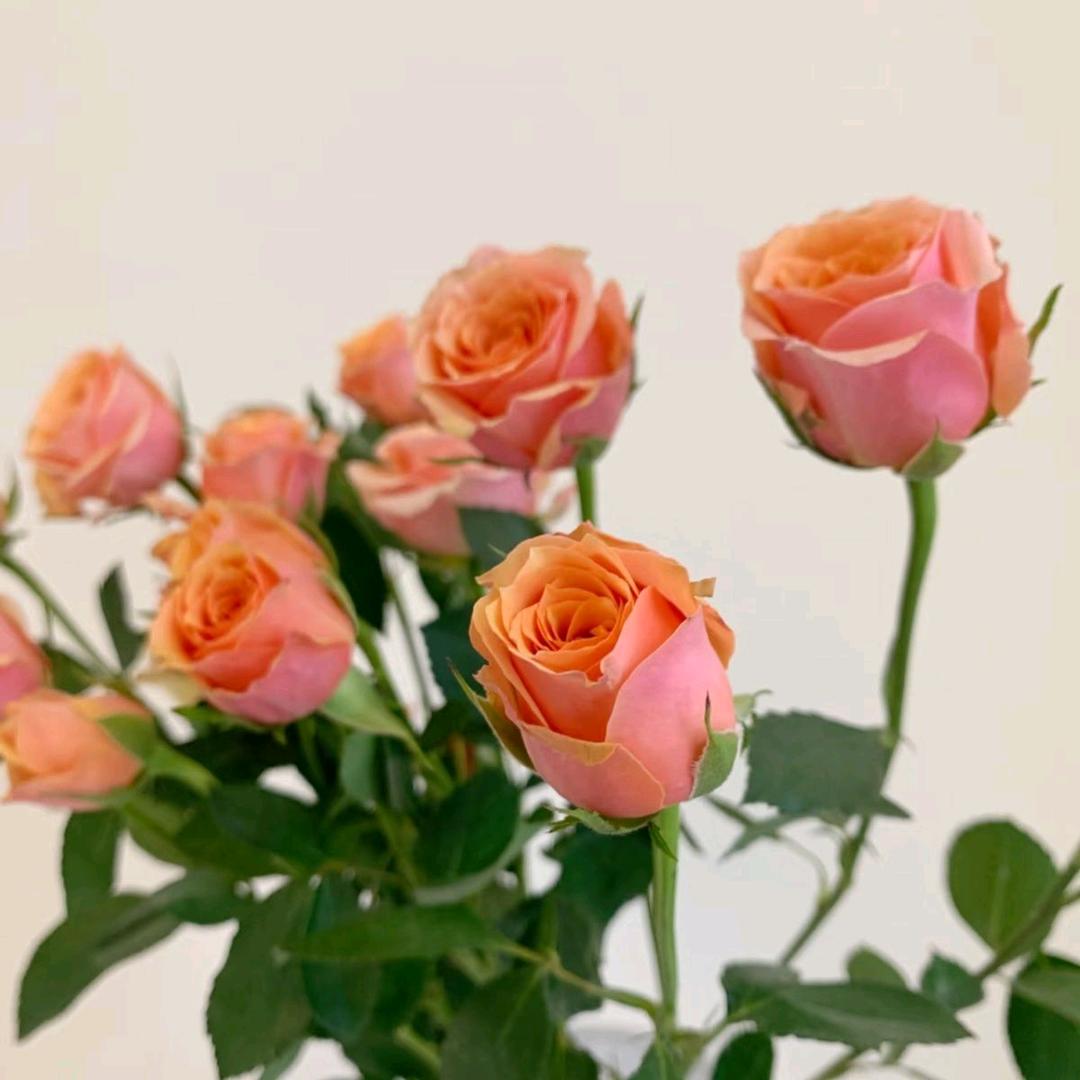 小芸