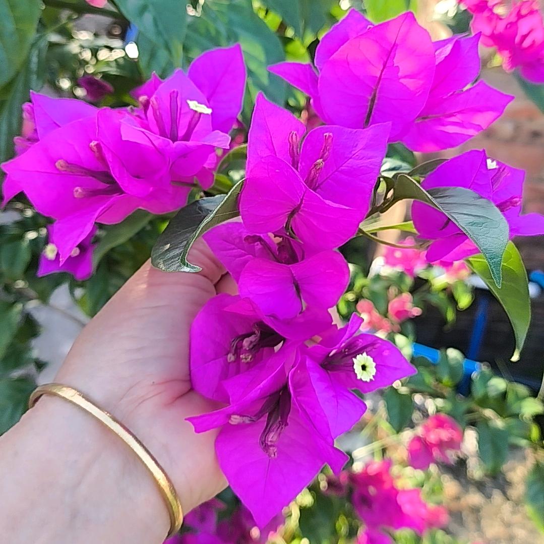 张丽霞