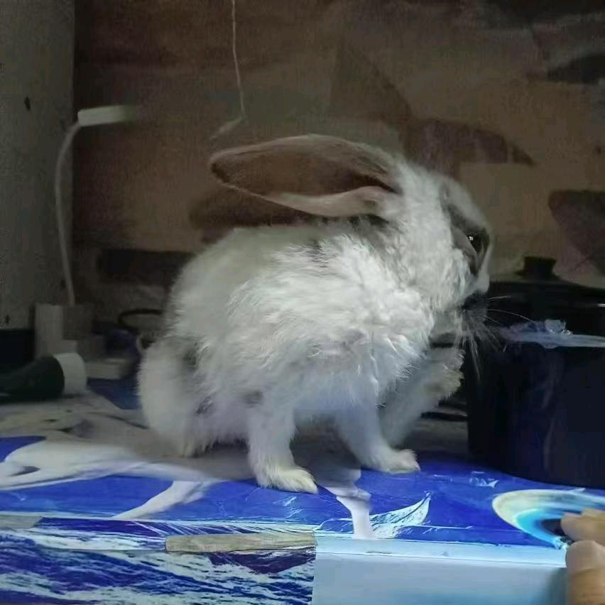 蹦蹦